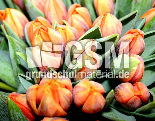 Tulpen-orange.jpg